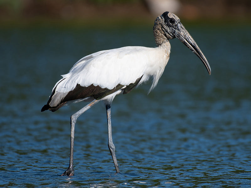 Wood Stork, Mycteria americana, Cabeza-de-hueso