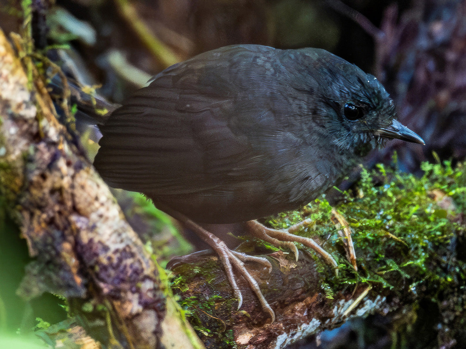 Yariguies Tapaculo, Scytalopus (rodriguezi) yariguiorum, Tapaculo de los Yariguíes