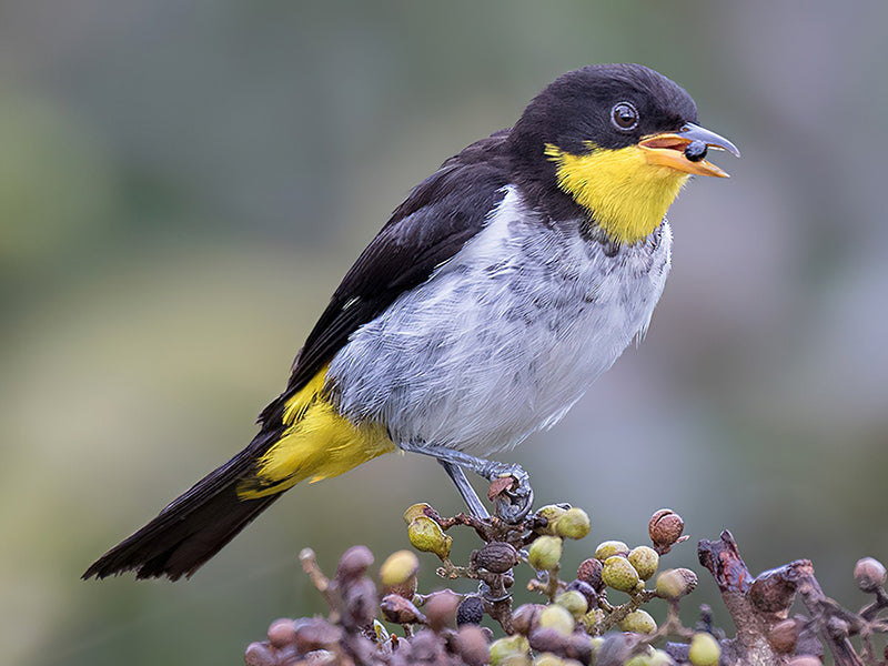 Yellow-backed Tanager, Hemithraupis flavicolis, Pintasilgo Culiamarillo