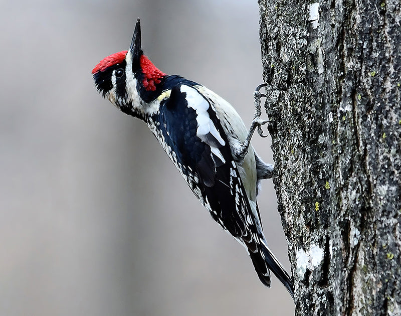 Yellow-bellied Sapsucker, Sphyrapicus varius, Carpintero Chupasavia