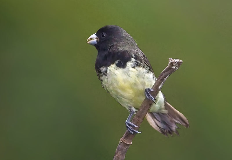 Yellow-bellied seedeater, Sporophila nigricolis, Espiguero Capuchino