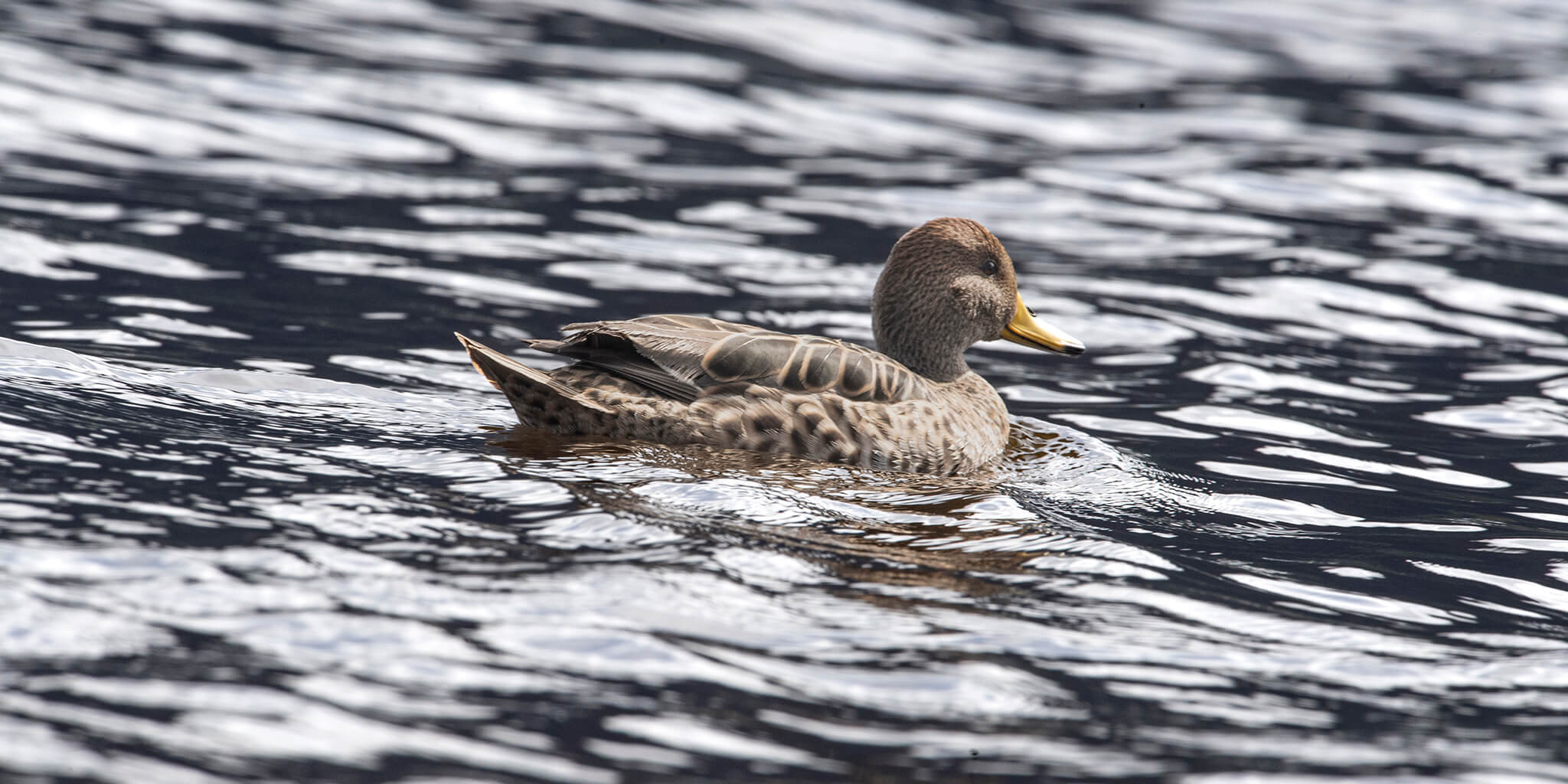 yellow-billed-pintail, pato piquidorado