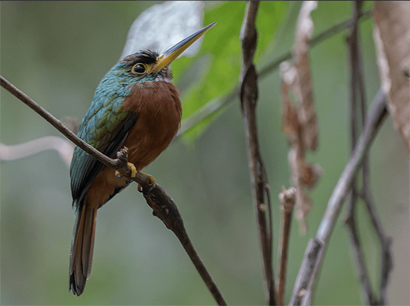 Yellow-billed Jacamar, Galbula albirostris, Jacamar Piquidorado