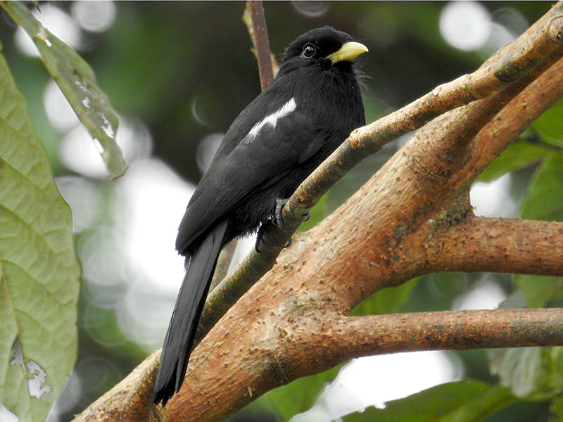 Yellow-billed Nunbird, Chelidoptera tenebrosa, Monjita Culiblanca