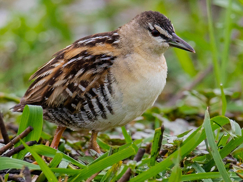 Yellow-breasted Crake, Hapalocrex flaviventer, Polluela de Antifaz