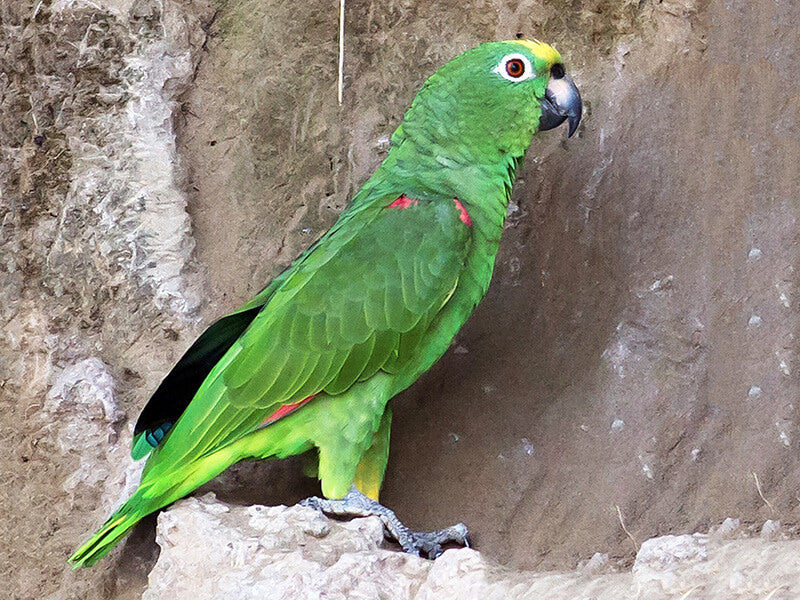 Yellow-crowned Amazon, Amazona autumnalis, Lora Frentirroja