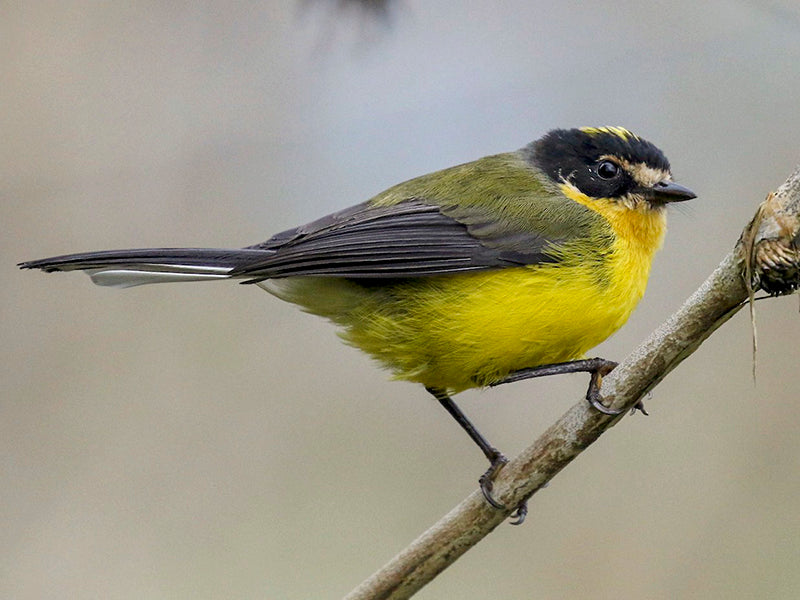 Yellow-crowned Redstart, Myioborus flavivertex,  Abanico Colombiano 