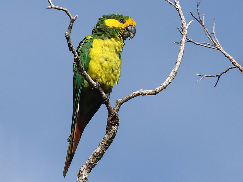 Yellow-eared Parrot, Ognorhynchus icterotis, Loro Orejiamarillo