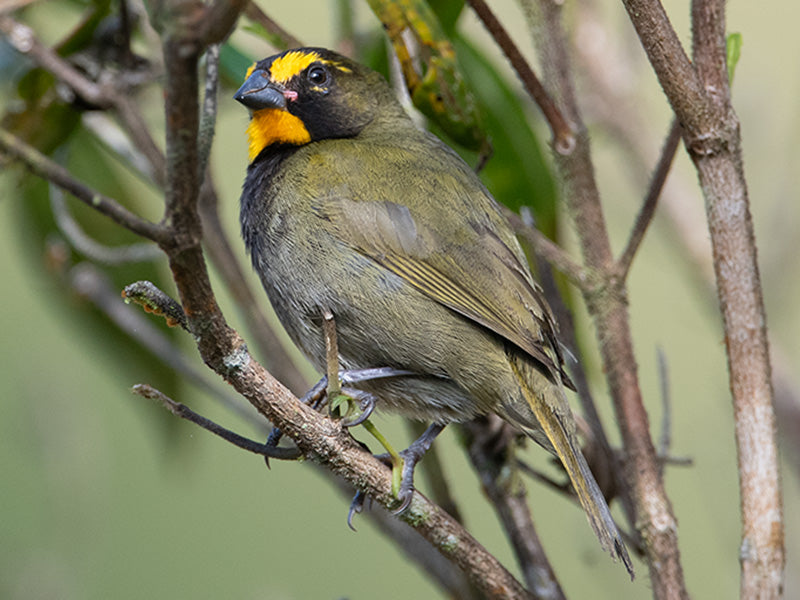 Yellow-faced Grassquit, Tiaris olivaceus, Semillero Cariamarillo