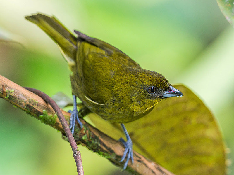 Yellow-green Tanager, Bangsia flavovirens, Tangará Verdiamarillo