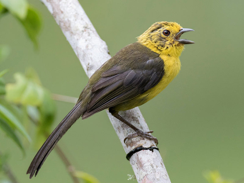 Yellow-headed Brushfinch, Emberizidae, Atlapetes flaviceps, Gorrión Montés de Anteojos 