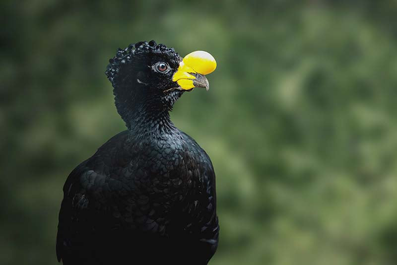 Yellow-knobbed curassow, Paujil Moquiamarillo, Crax daubentoni