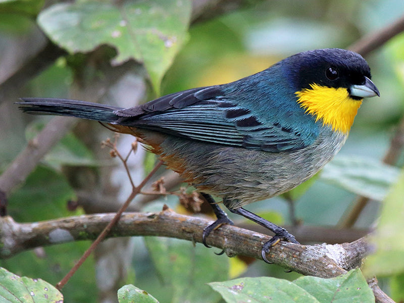 Yellow-throated Tanager, Iridosornis analis, Musguerito Gorgiamarillo