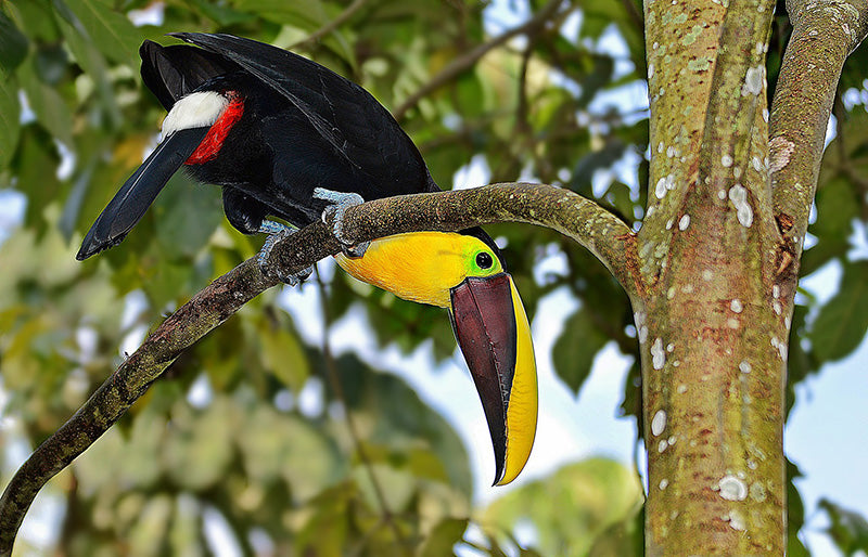 Yellow-throated Toucan, Tucán Pechiamarillo, Ramphastos ambiguus