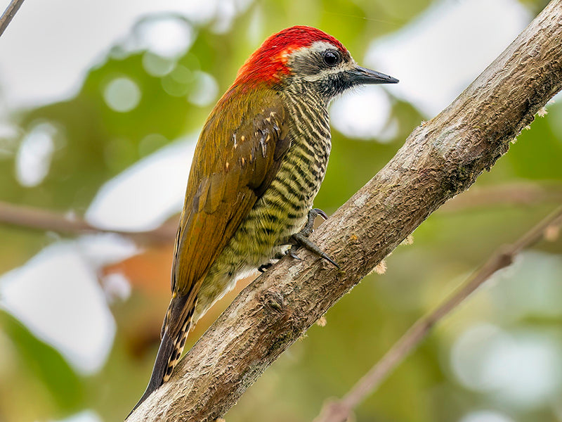 Yellow-vented Woodpecker, Veniliornis dignus, Carpintero Buchiamarillo