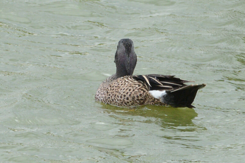 Blue-winged Teal, Anas discors, Barrequete aliazul