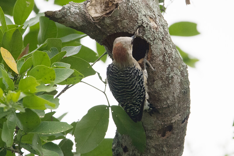 Red-crowned woodpecker | Carpintero habado | Melanerpes rubricapillus