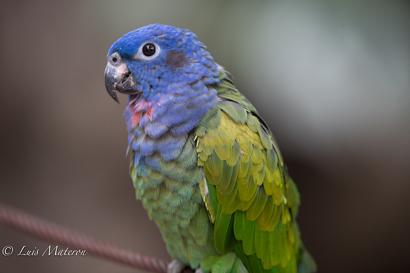 Blue-headed parrot, cotorra cheja, Pionus menstruus