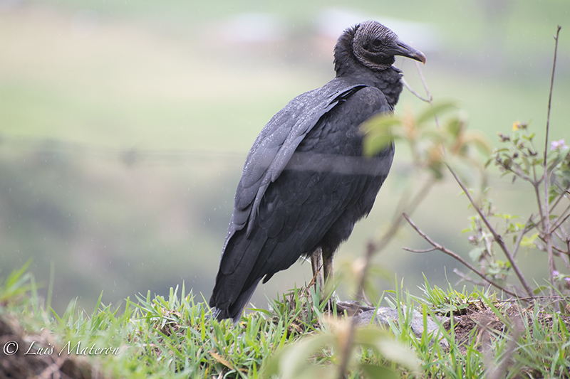 Black vulture, Gallinazo negro