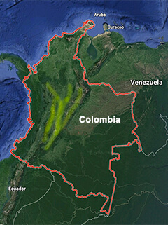 Colombian chachalaca