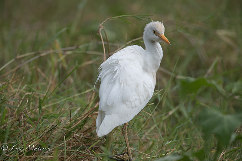 Cattle Egret | Garcita del Ganado | Bubulcus ibis