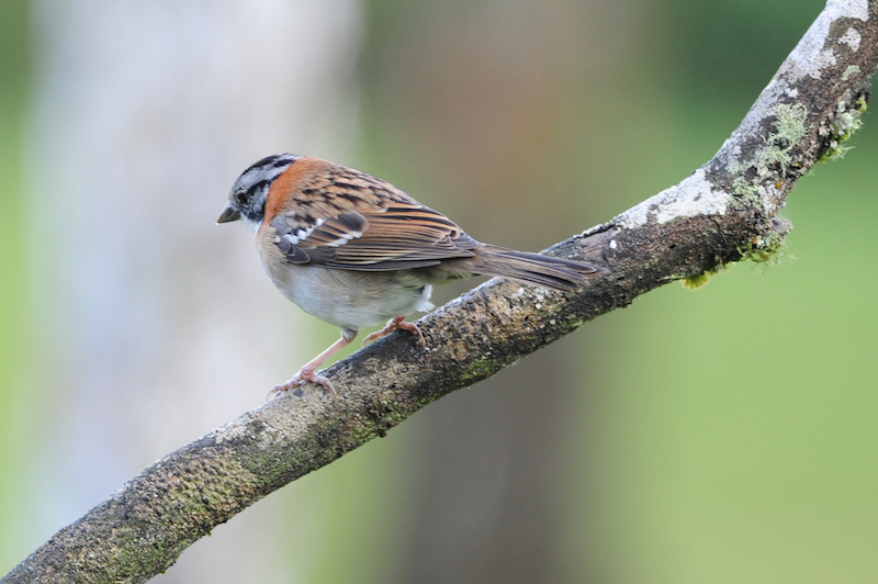 Rufous-collared-sparrow | Copentocito común | Zonotrichia capensis