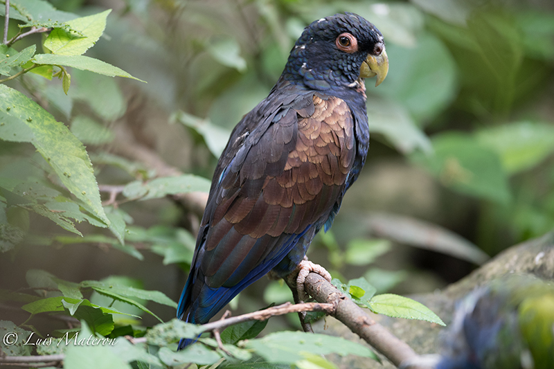 bronze-winged parrot, cotorra colinegra, Psitticara wagleri