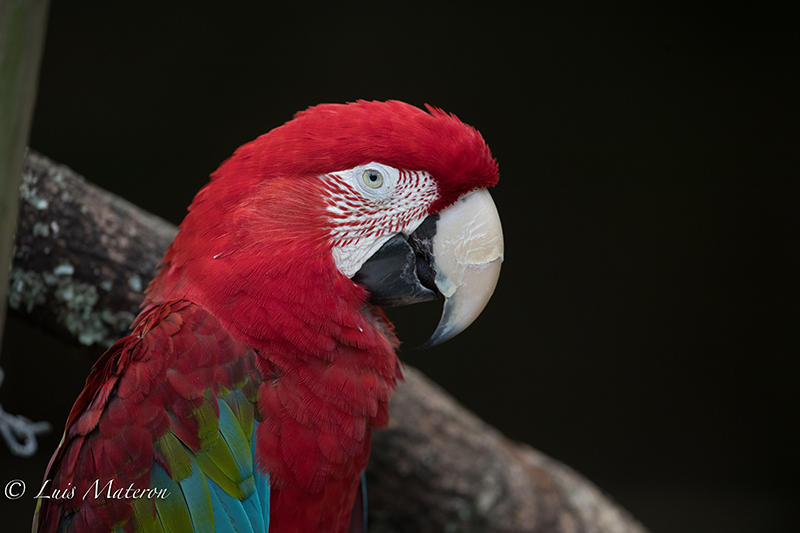 Green and red macaw, Guacamaya rojiverde