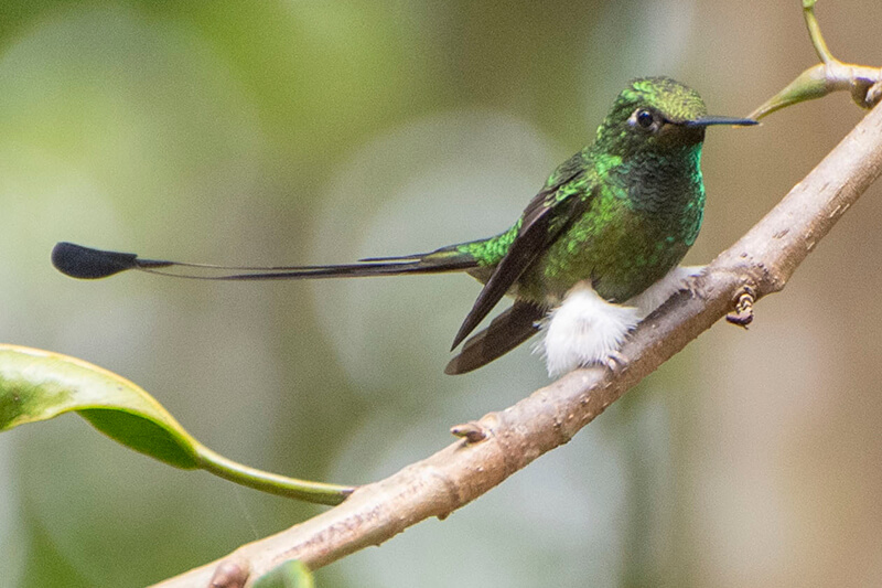 booted racket-tail male