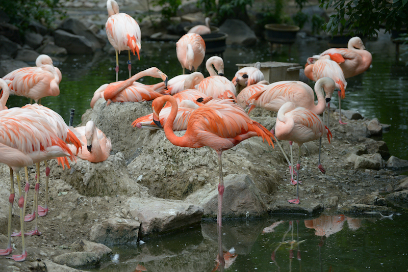 American Flamingo | Flamenco americano | phoenicopterus ruber
