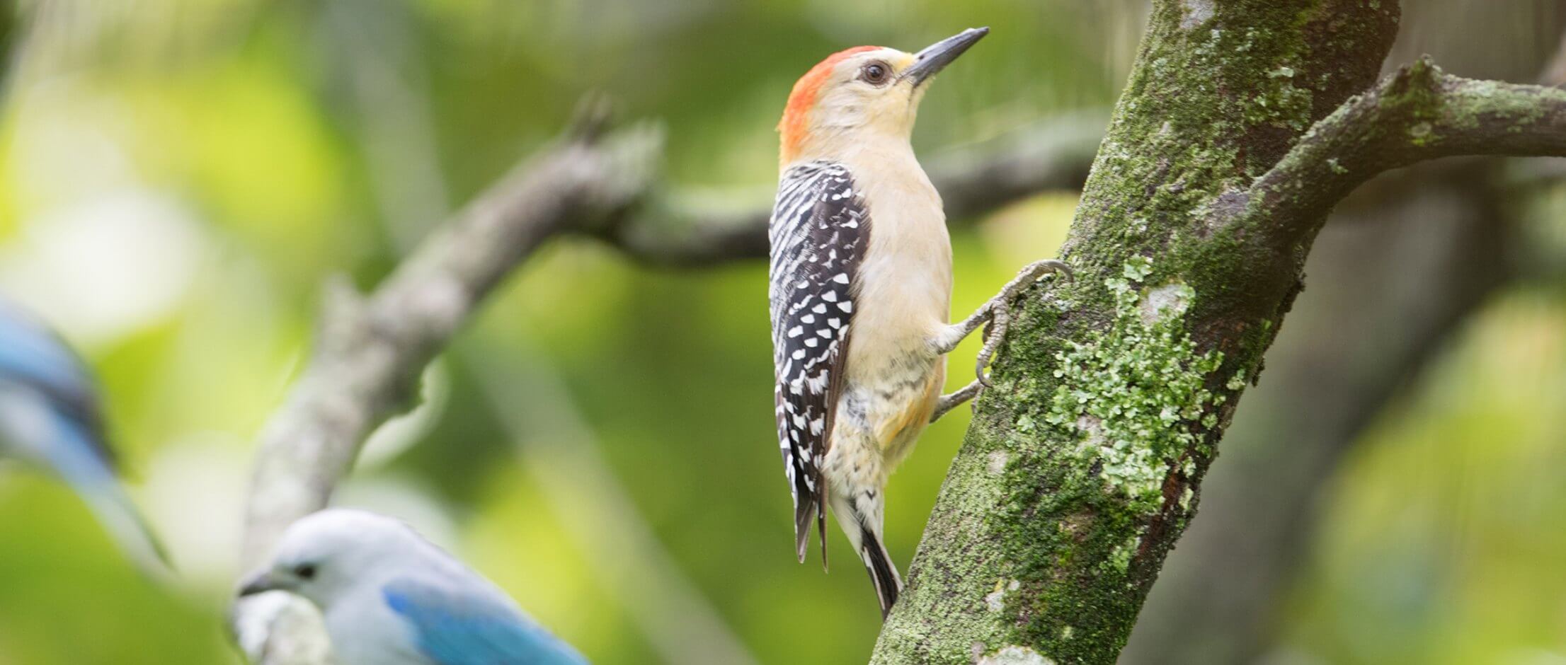 red-crowned woodpecker