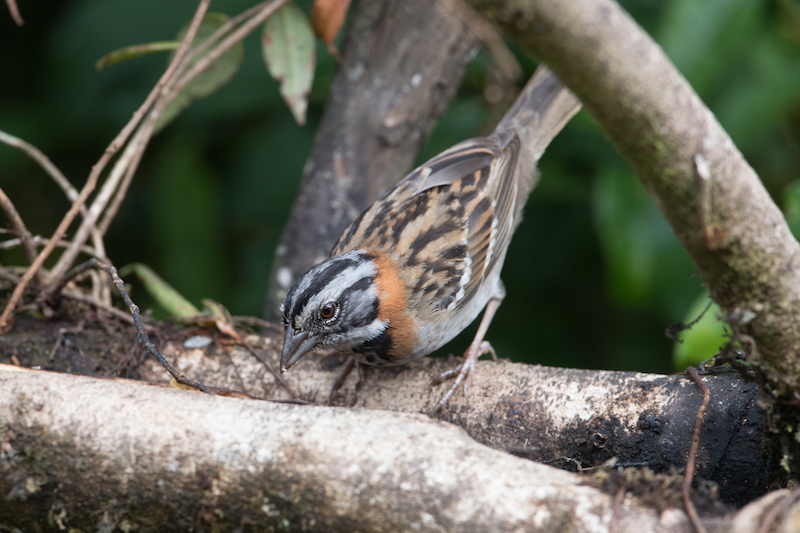 Sparrows - Gorriones - Emberizidae