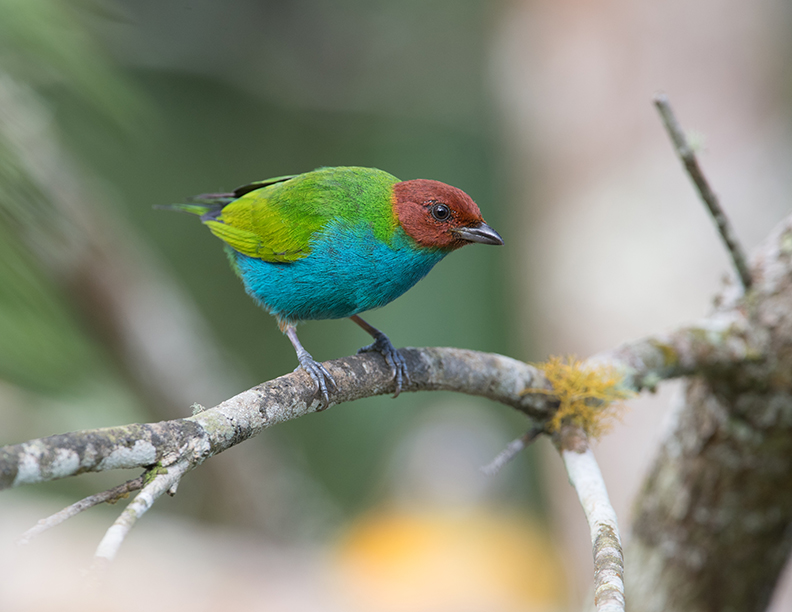 Bay-headed tanager male