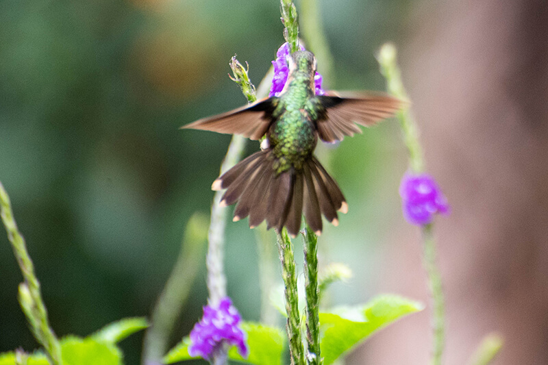 Speckled hummingbird, Adelomyia melanogenys, colibri pechipunteado, colibrí pechipunteado