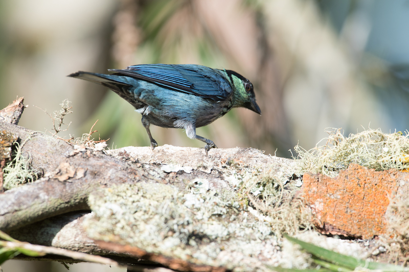 black-caped male tanager 