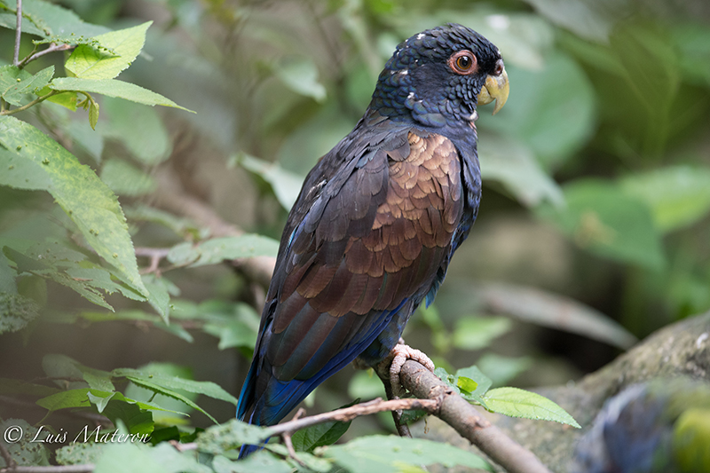bronze-winged parrot, cotorra cabecinegra