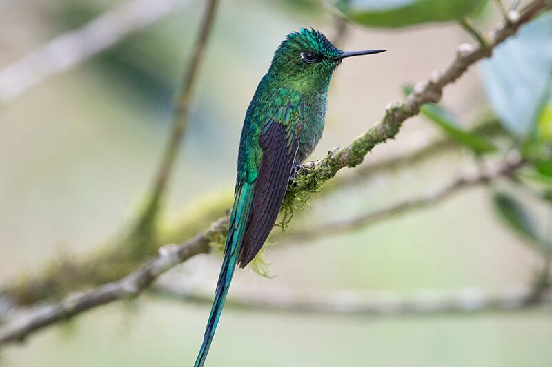 long-tailed sylph male, Aglaiocercus colestis