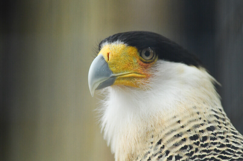 Falcons, halcones