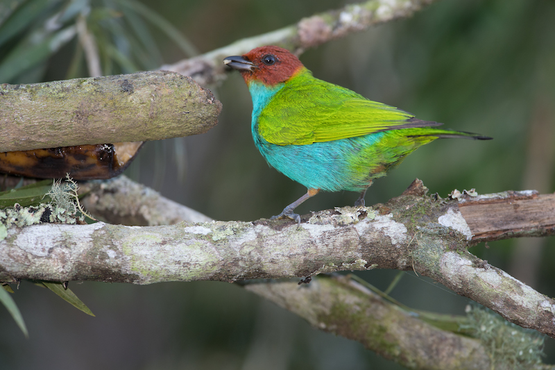 bay-headed male tanager