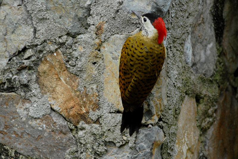 Spot-breasted woodpecker, Carpintero buchipecoso, Colaptes punticgula
