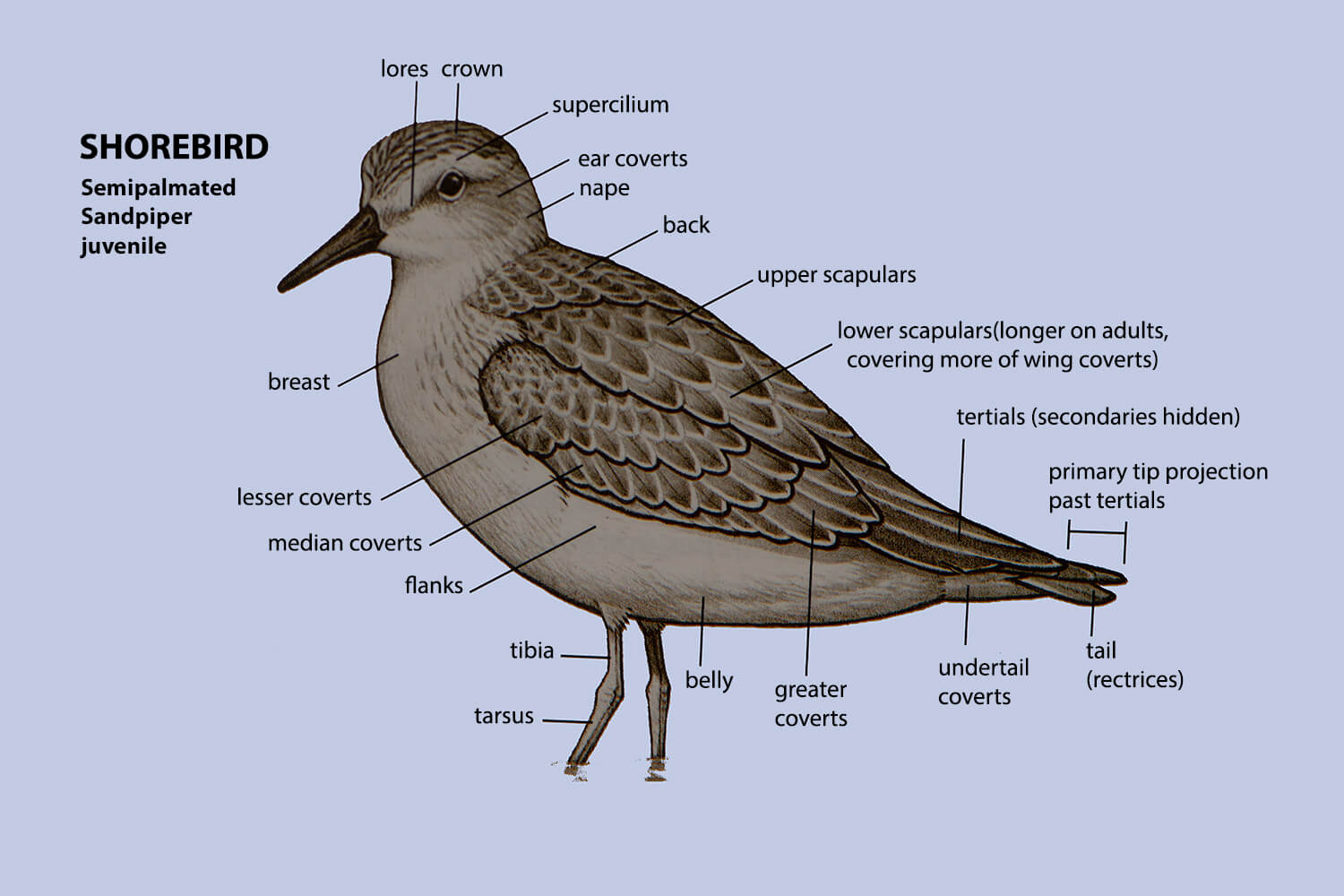 Shorebird, Semipalmated sandpiper Bird Topography