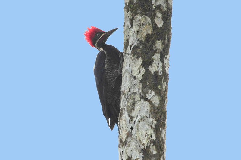 Lineated woodpecker, Carpintero marcial, Camphephilus melanoleucus