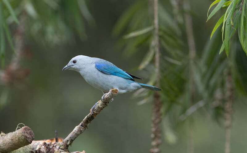 blue-gray-tanager male