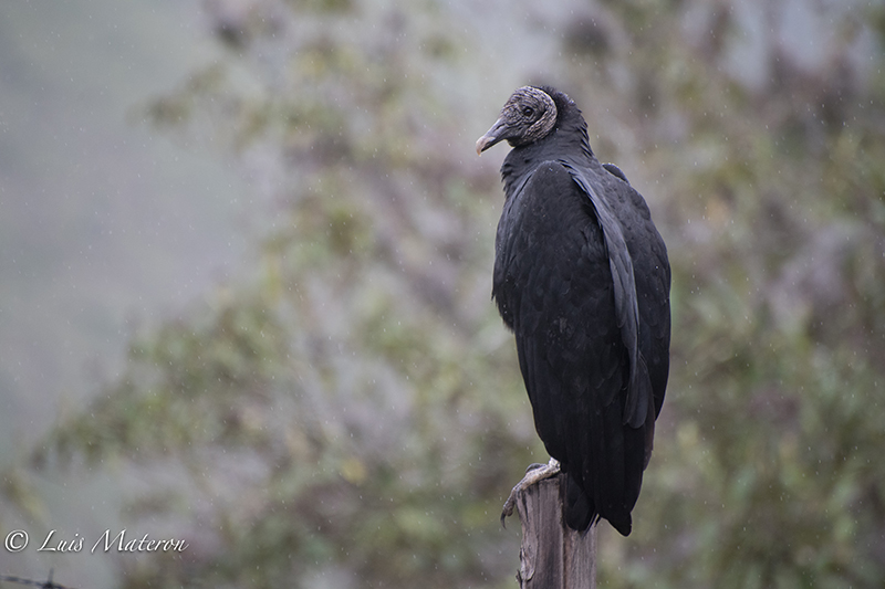Black vulture, Gallinazo Negro, 