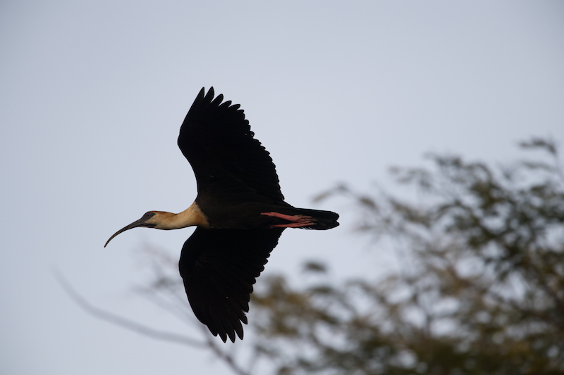 Buff-necked ibis, cocci, 
