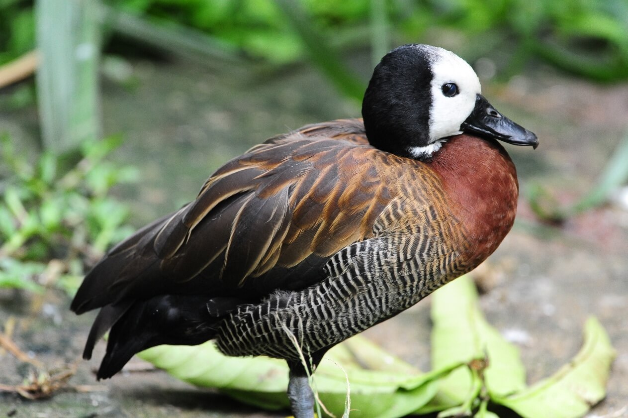 White-face whistling duck. Iguaza carats, Dendrocygna viduata