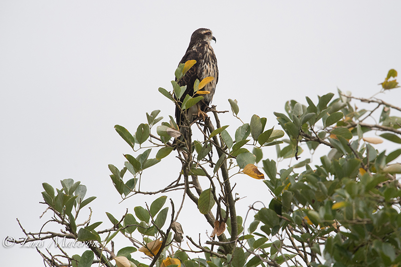 Broad-winged hawk, Halcón migratorio