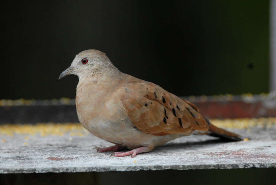 Pigeons, Doves, Palomas, Tórtolas, Columbidae