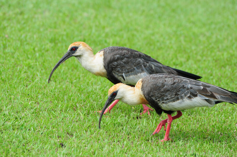 Bared-face ibis | Coquito | <em>P</em><em>himosus infuscatus</em>