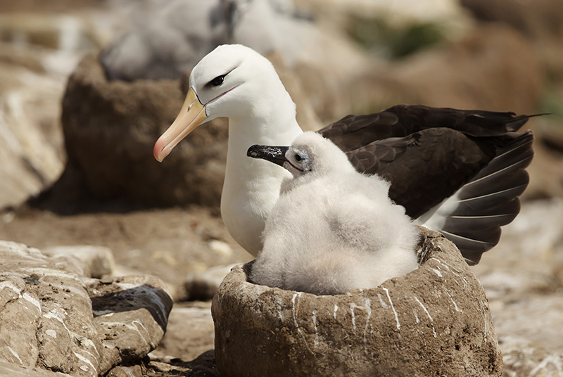 Albatross, Diomedeidae,